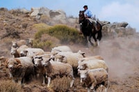 El Calafate, Estancia 25 de Mayo Tour con cena e trasferimento - Hizvo