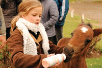 El Calafate, Estancia 25 de Mayo Tour con cena e trasferimento - Hizvo