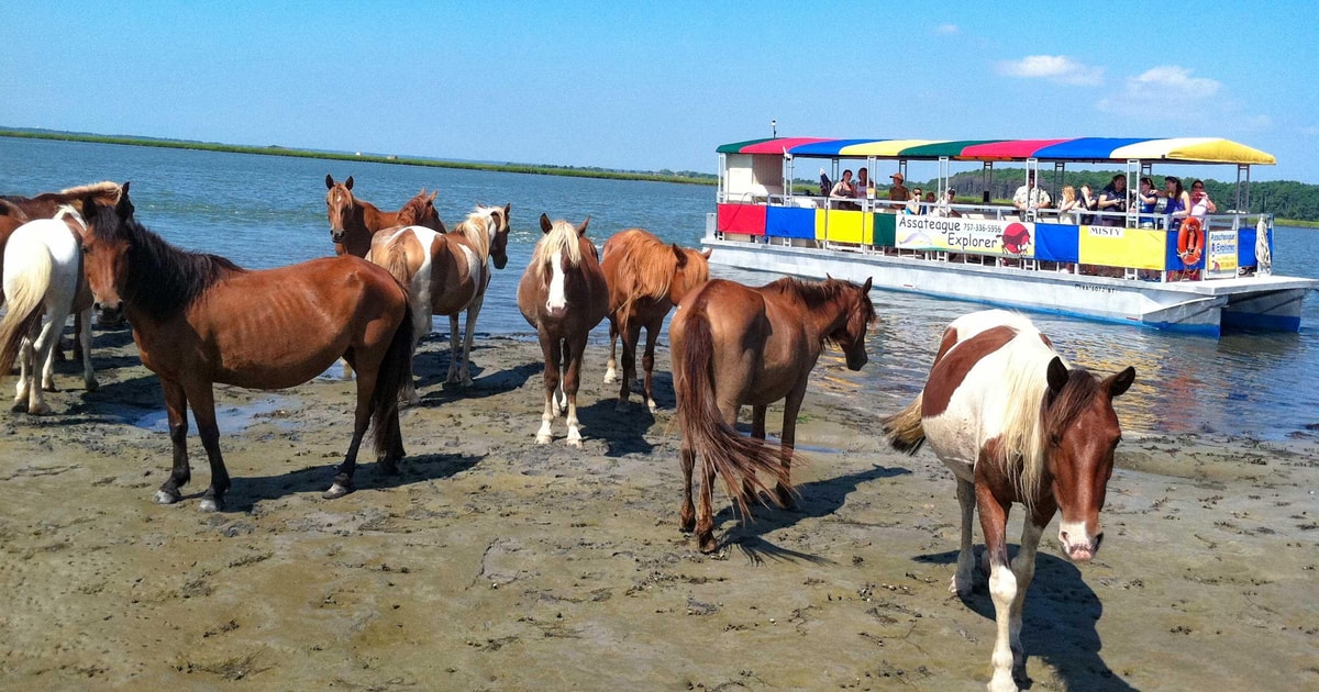 From Chincoteague Island Assateague Island Boat Tour GetYourGuide