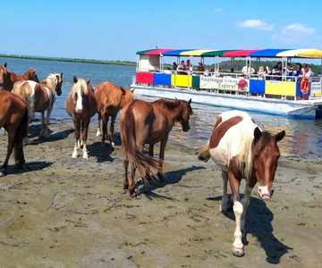 From Chincoteague Island: Assateague Island Boat Tour