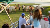 De l'île de Chincoteague, Assatague Island Tour - Housity