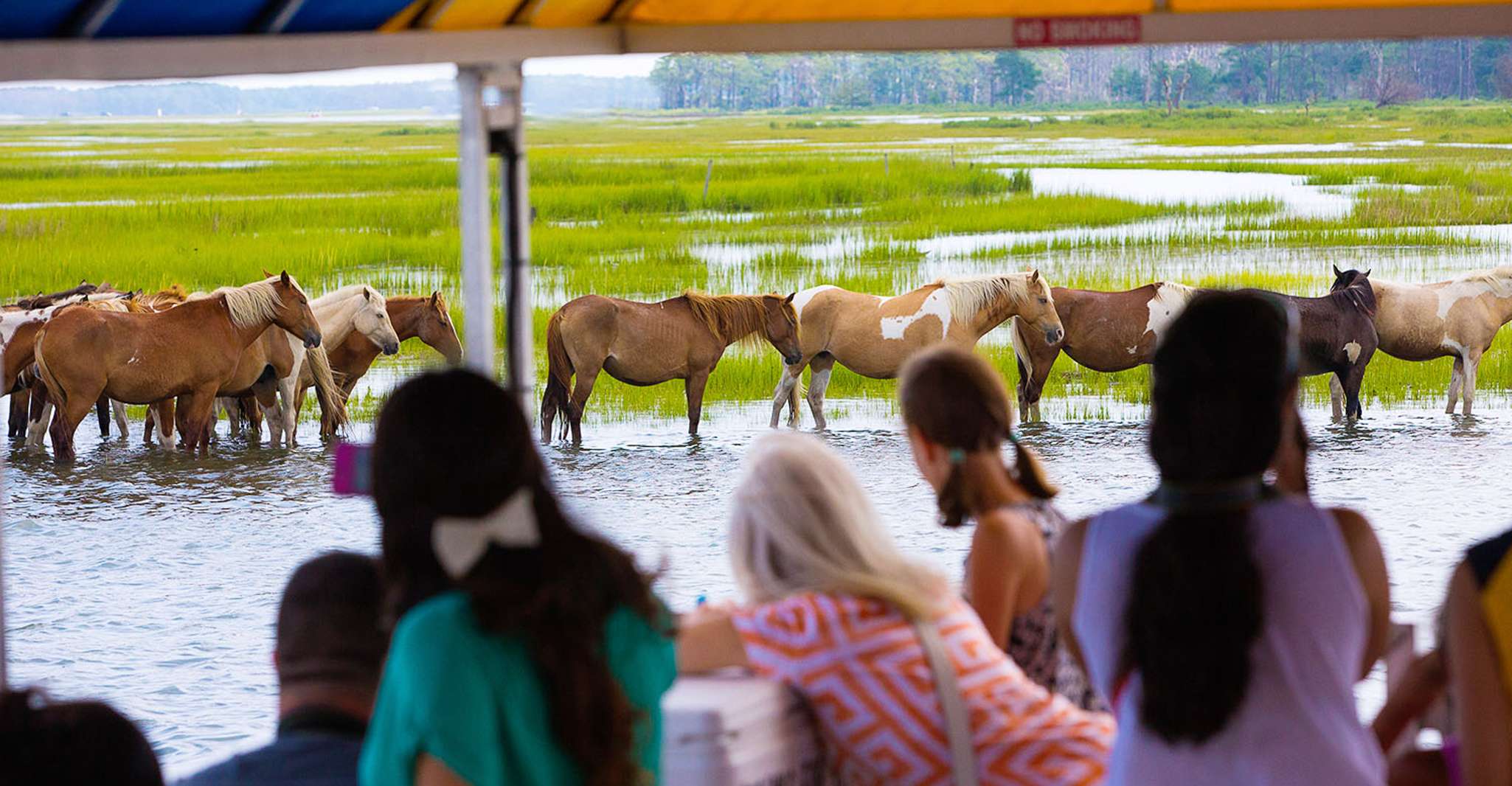 From Chincoteague Island, Assateague Island Boat Tour - Housity