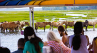 De l'île de Chincoteague, Assatague Island Tour - Housity