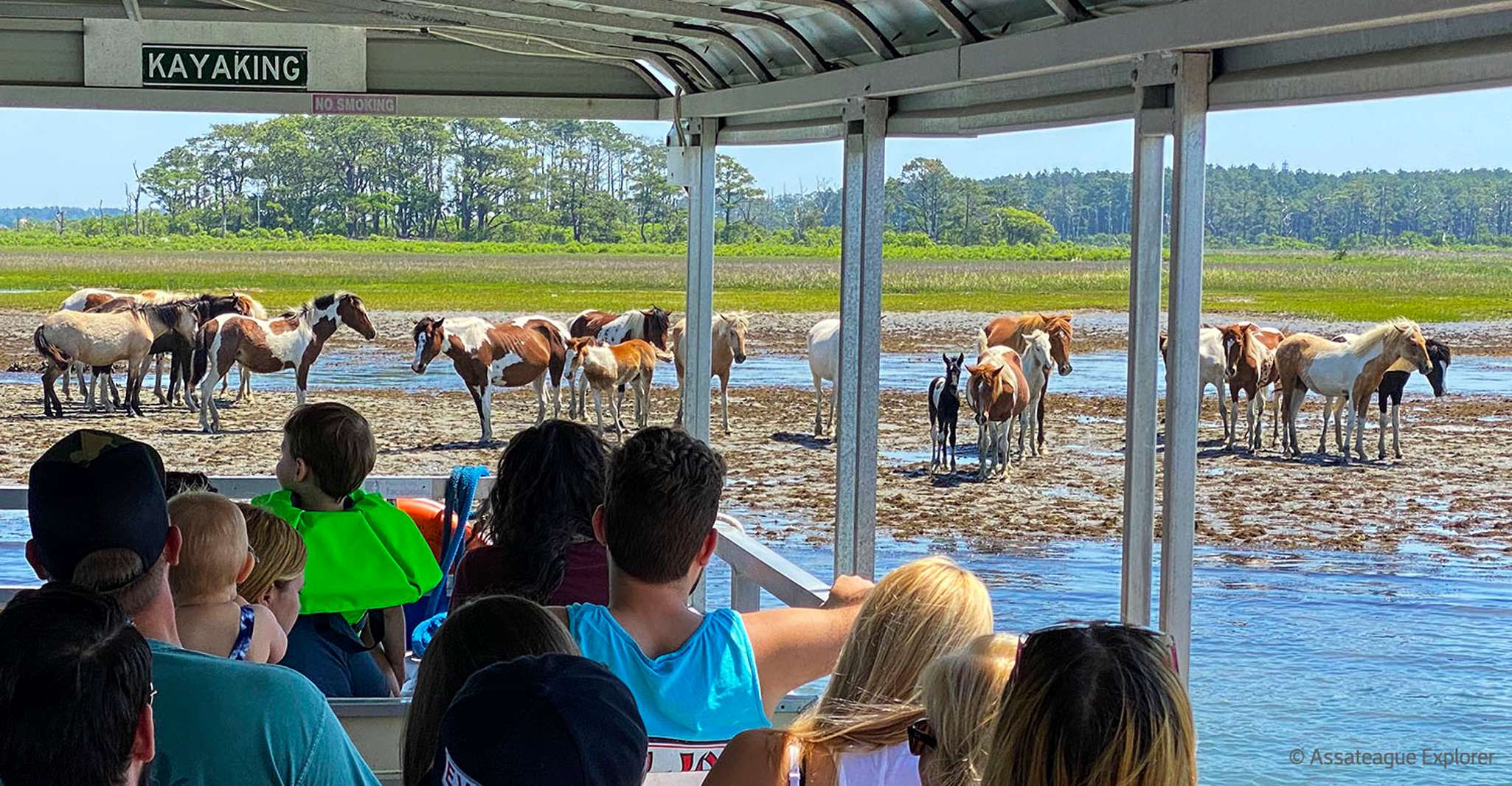 From Chincoteague Island, Assateague Island Boat Tour - Housity