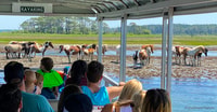De l'île de Chincoteague, Assatague Island Tour - Housity