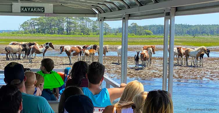 From Chincoteague Island: Assateague Island Boat Tour | GetYourGuide