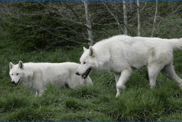 Visit Tidewater White Wolf Sanctuary Tour and Presentation in Newport, Oregon