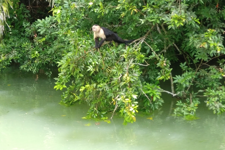 Rejs statkiem na Monkey Island z Panamy?Wspólna wycieczka w języku angielskim