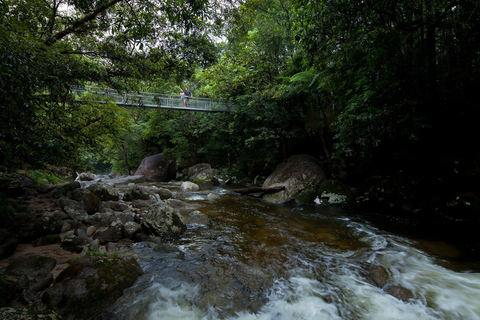 From Port Douglas: Daintree and Mossman Gorge Day TourTour with Crocodile Cruise