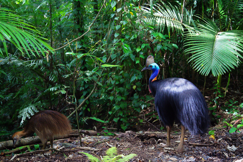 From Port Douglas: Daintree and Mossman Gorge Day TourTour with Crocodile Cruise