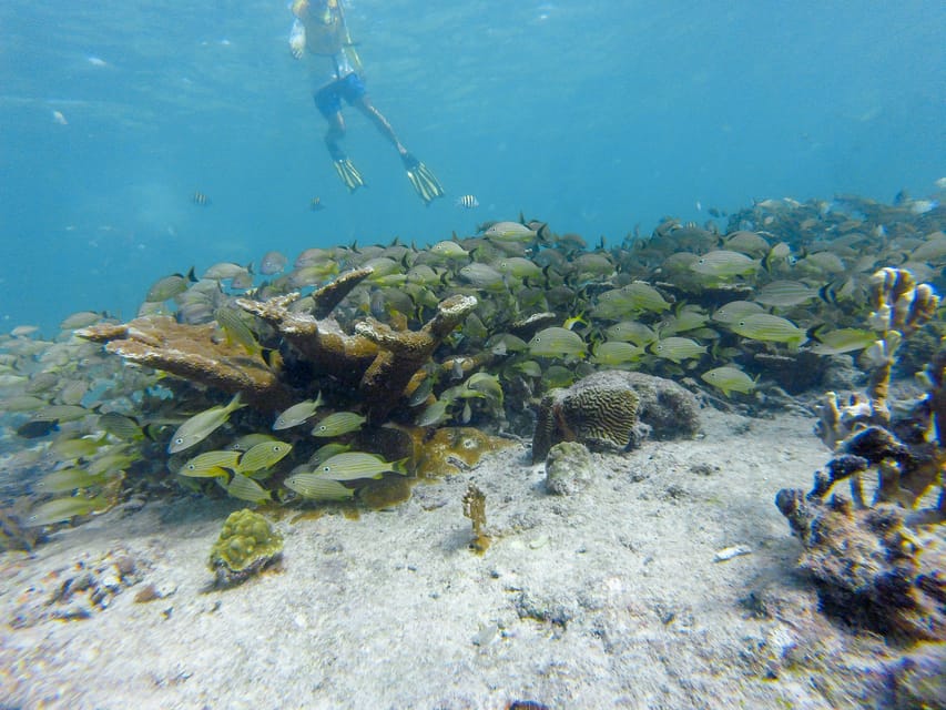 Cancun Private Snorkeling Tour with Pickup and Dropoff GetYourGuide