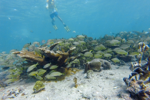 Cancún : excursion privée de plongée en apnée avec prise en charge et retour