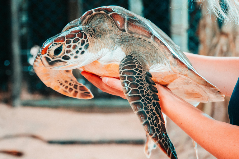 Colombo: Galle, Madu River Day Trip with Turtle Conservation