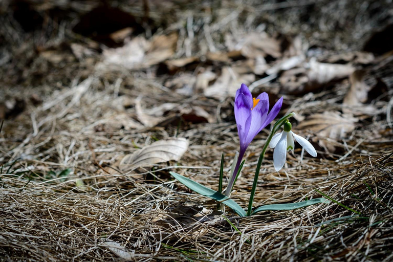 Brașov: Bear Sanctuary Private Tour with Entry Ticket