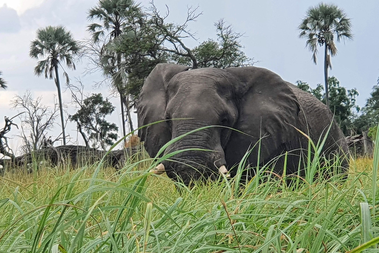 Maun: 2 nachten of 1 nacht Okavango Delta kampeertrip3 dagen 2 nachten