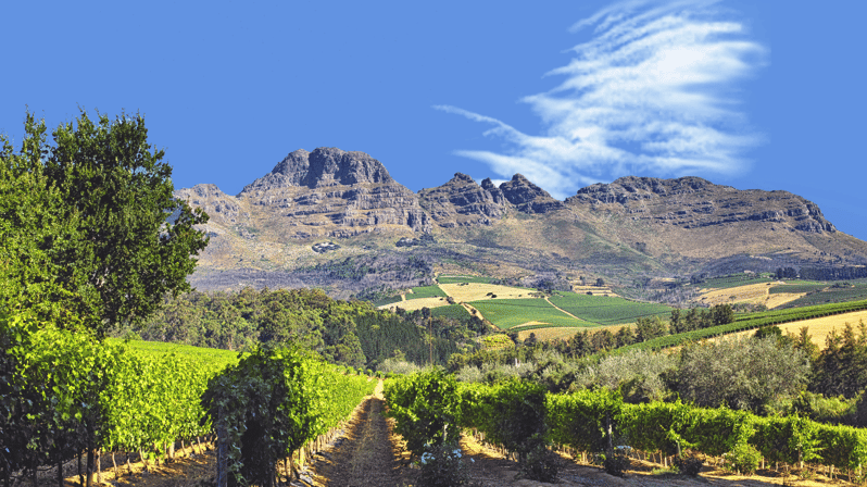 Cape Town Wine Tour (Paarl, Stellenbosch & Franschhoek) | GetYourGuide