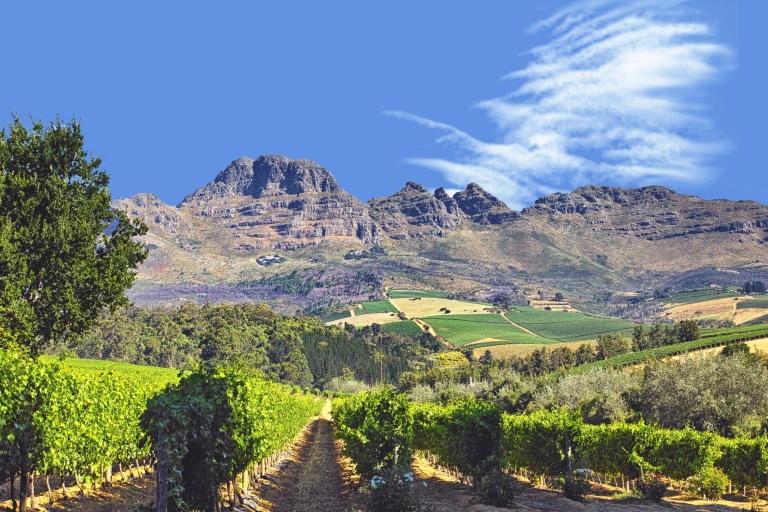 Desde Ciudad del Cabo: tour privado guiado de Winelands con recogidaTour privado guiado de Winelands con recogida en el hotel