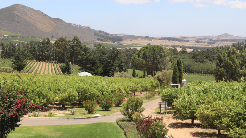 Von Kapstadt Aus: Private Geführte Winelands-Tour Mit Abholung ...