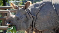 Orlando, Central Florida Zoo Skip-the-Line Ticket - Housity