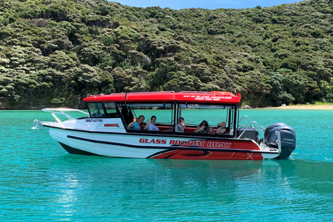 Paihia: Tour en barco con fondo de cristal al Agujero en la RocaPaihia: paseo en barco con fondo de cristal hasta el agujero en la roca