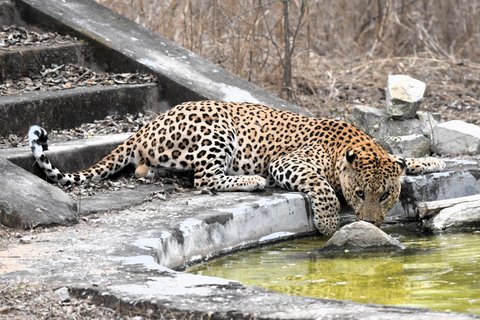 Jaipur: Privat Jhalana Leopard Safari Tour