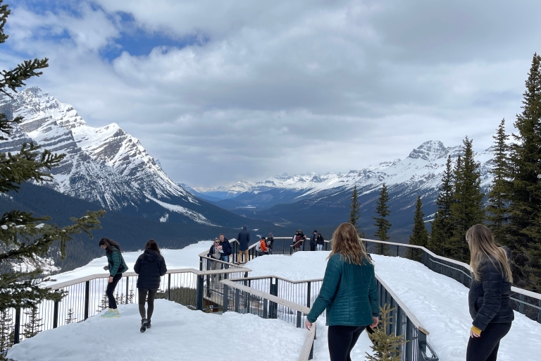 Au départ de Banff : Visite panoramique de la promenade du champ de glace avec entrée dans le parc