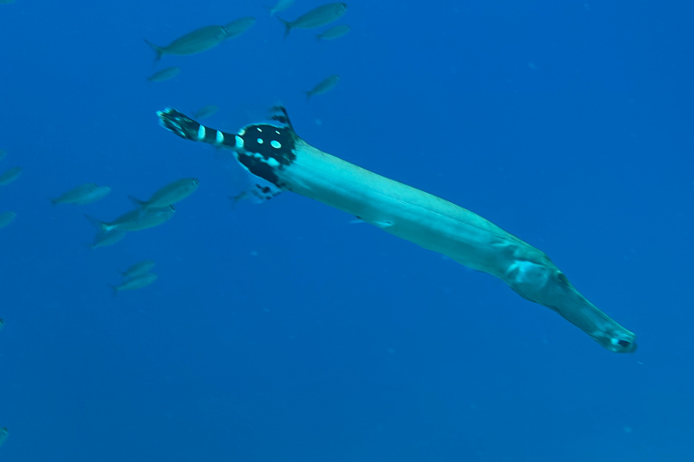 Santa Cruz de Tenerife: Novice Scuba Diving License Course