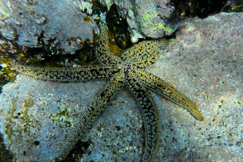 Santa Cruz de Tenerife: Curso de Licencia de Buceo para principiantes