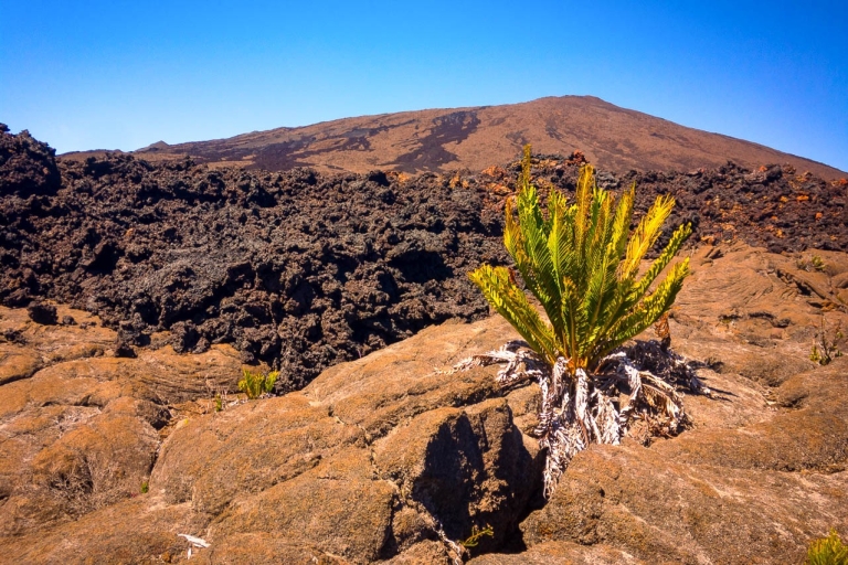 Réunion: Geführte Vulkanwanderung auf dem Piton de la Fournaise