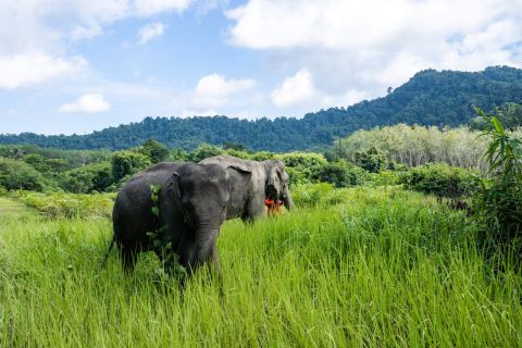 From Phuket: Elephant Sanctuary Tour with Waterfall & Lunch