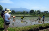 Lombok Rice Field Walking Tour - Housity