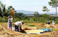 Lombok Rice Field Walking Tour - Housity