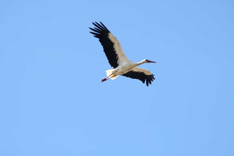 Cádiz: tour de observación de aves en 4x4 La Janda con traslado