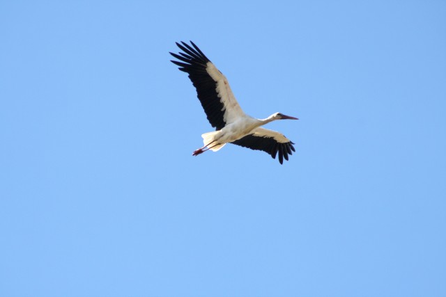 Visit Cadiz La Janda 4x4 Birdwatching Tour with Transfer in Vejer de la Frontera