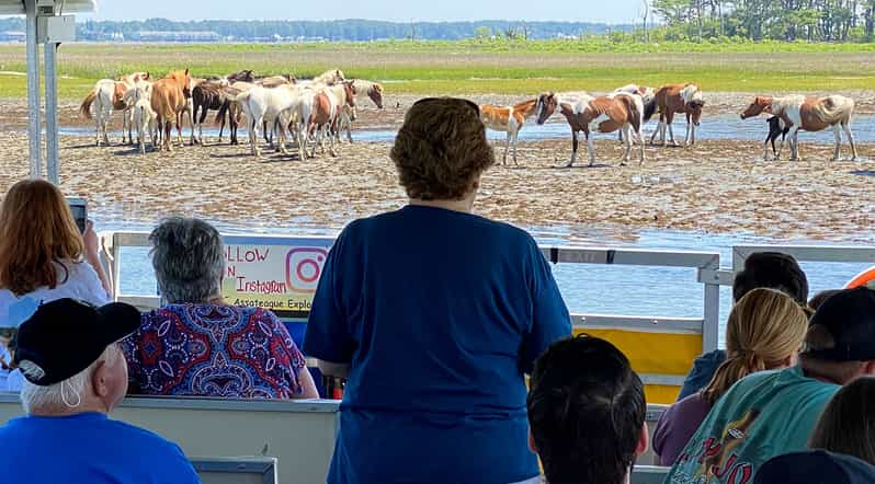 From Chincoteague Island: Assateague Island Boat Tour | GetYourGuide