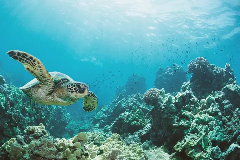 Oahu: Turtle Canyon Snorkeling Boat Tour