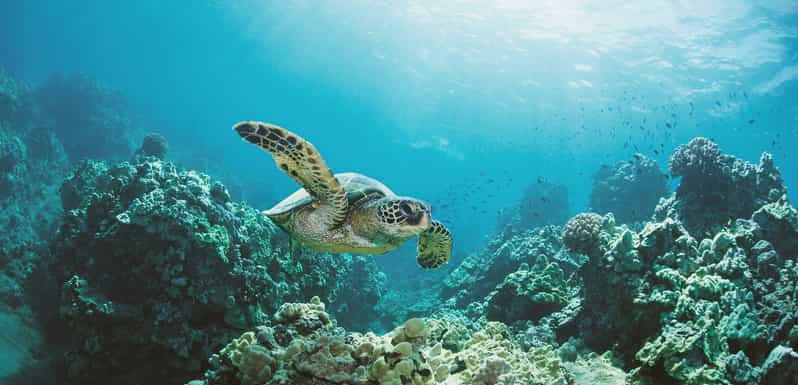 Honolulu: Turtle Canyon Snorkeling Boat Tour con bocadillos