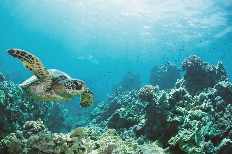 Honolulu: excursion en bateau de plongée avec tuba dans le Turtle Canyon avec collations