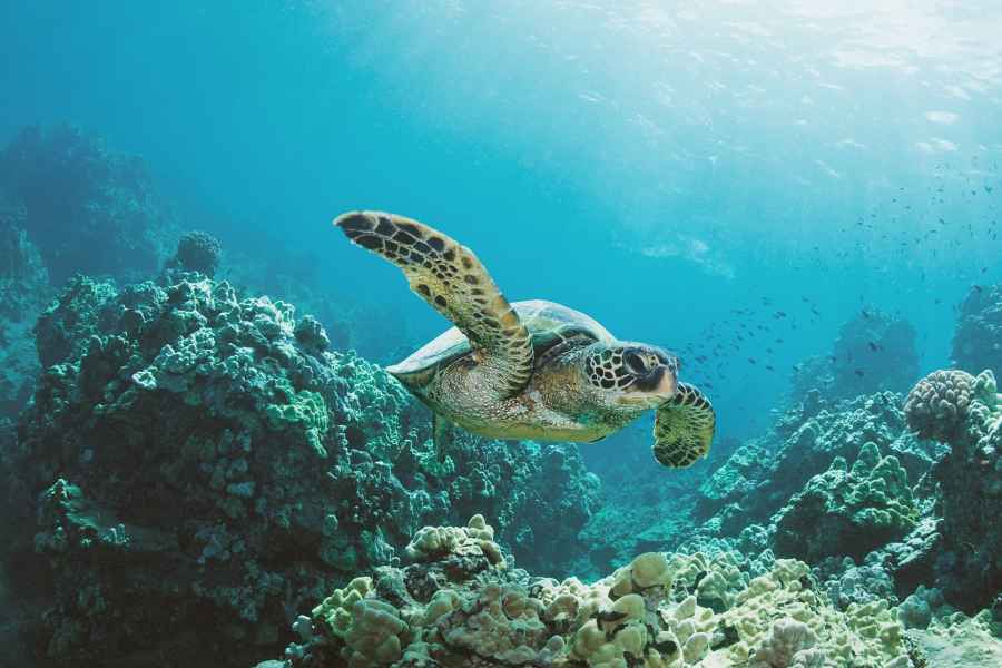 Oahu: Schildkrötenschlucht Schnorchel-Bootsfahrt. Foto: GetYourGuide