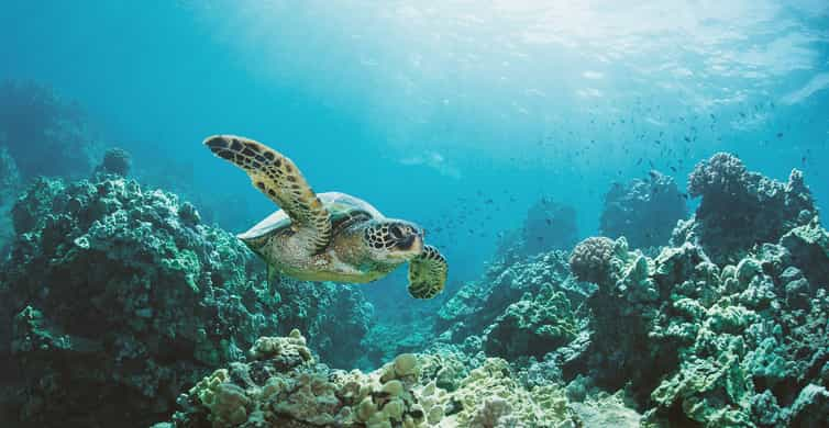 Oahu: Turtle Canyon Snorkeling Boat Tour