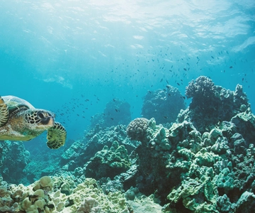 Oahu: Turtle Canyon Snorkeling Boat Tour