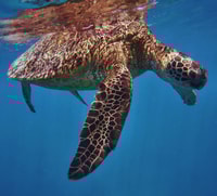 オアフ、タートルキャニオンシュノーケリングボートツアー - Housity