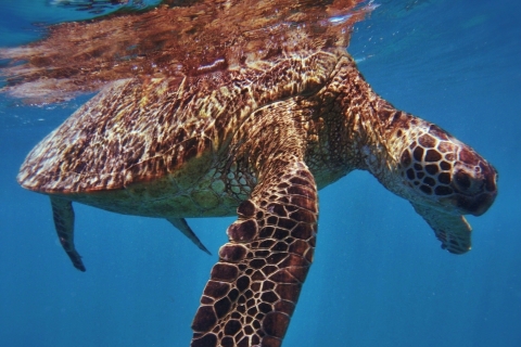 Honolulu: Schildkrötenschlucht Schnorchel-Bootsfahrt mit Snacks