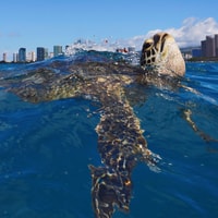 オアフ、タートルキャニオンシュノーケリングボートツアー - Housity