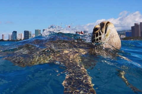 Honolulu: excursion en bateau de plongée avec tuba dans le Turtle Canyon avec collations