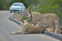 Port Elizabeth, Addo Elephant Park Safari Tour de día completo - Housity