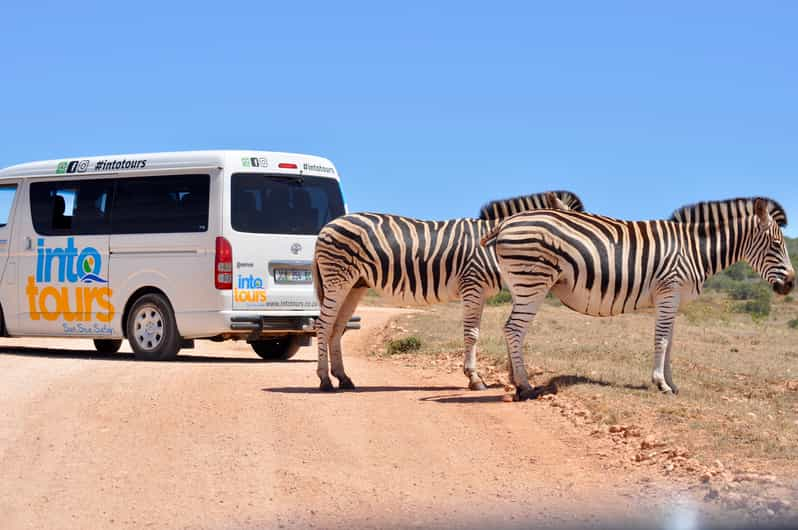 Port Elizabeth Addo Elephant Park Safari Full Day Tour Getyourguide 4723