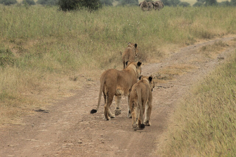 Nairobi: Parco Nazionale, Orfanotrofio degli Elefanti e Centro delle GiraffeParco di Nairobi, baby elefanti, giraffe, tour di Karen Blixen e Bomas