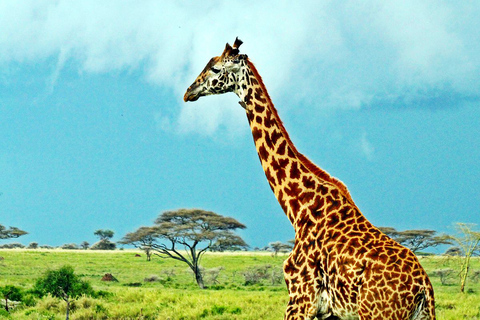 Nairóbi: Parque Nacional, Orfanato de Elefantes e Centro de GirafasParque de Nairóbi, bebês elefantes, girafas, passeio de Karen Blixen e Bomas