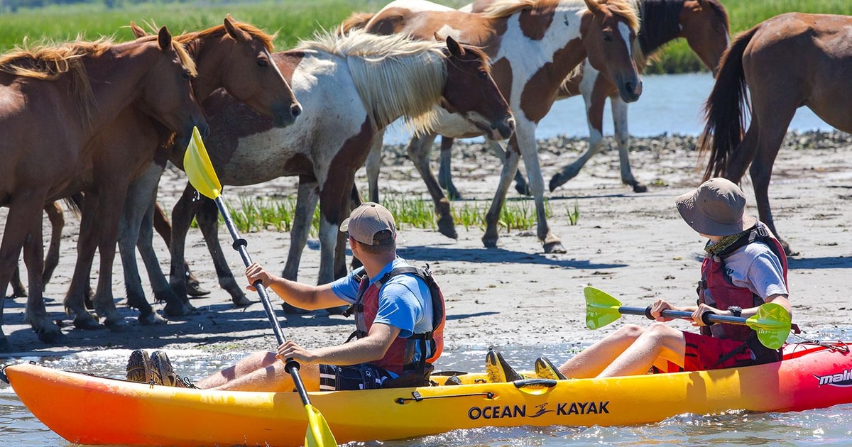 From Chincoteague Guided Kayak Tour to Assateague Island GetYourGuide
